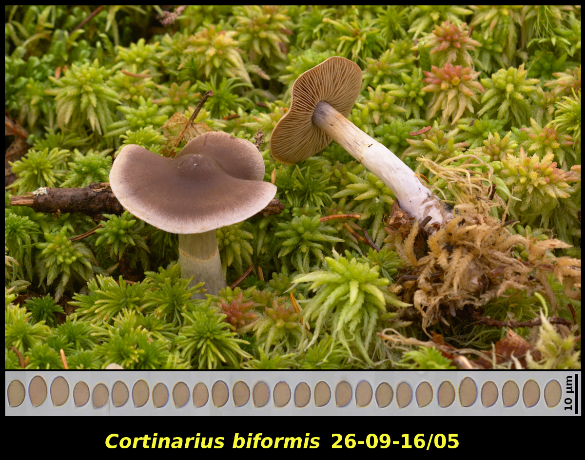 Picture of <i>Cortinarius biformis</i>